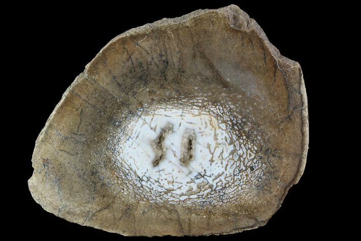 Agatized Dinosaur Bone (Gembone) Vertebra Section #94917